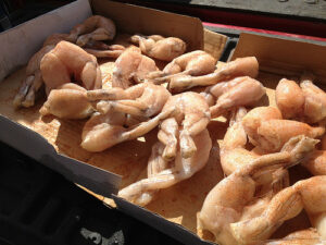 Frogs' legs anybody? Frogs' legs anybody? (Image: David Reber's Hammer Photography via Flickr)